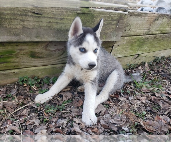 Medium Photo #2 Siberian Husky Puppy For Sale in NEW LENOX, IL, USA