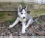 Small Photo #2 Siberian Husky Puppy For Sale in NEW LENOX, IL, USA