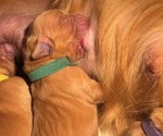 Small #5 Golden Retriever
