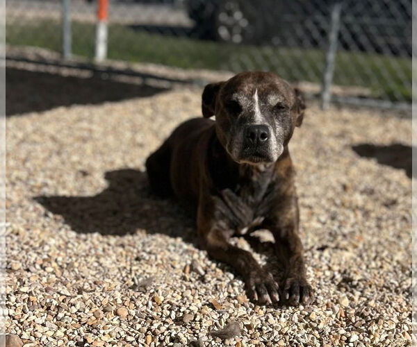 Medium Photo #2 Mutt Puppy For Sale in Oakhurst, NJ, USA