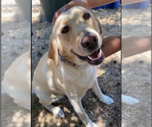 Mother of the Labrador Retriever puppies born on 05/03/2025