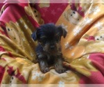 Small #4 Yorkshire Terrier