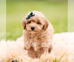 Small Photo #80 Goldendoodle (Miniature) Puppy For Sale in WARSAW, IN, USA