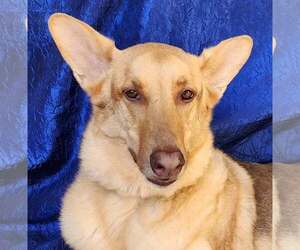 Gerberian Shepsky Dogs for adoption in Cuba, NY, USA