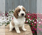 Small #1 Goldendoodle mix (+ Poodle Miniature)