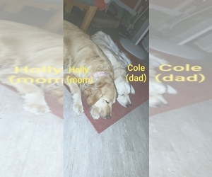 Golden Retriever Puppy for sale in ROCK CREEK, OH, USA