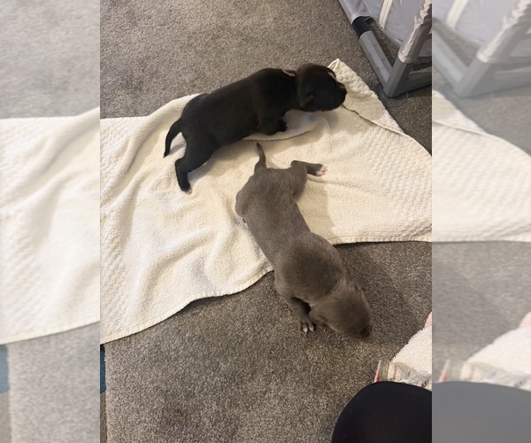 Medium Photo #5 American Bully Puppy For Sale in COLUMBIA HEIGHTS, MN, USA