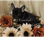 Puppy maggie French Bulldog