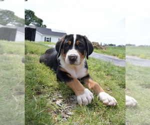 Greater Swiss Mountain Dog Puppy for sale in BELLEFONTE, PA, USA