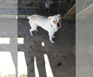 Boxer Puppy for sale in HONEA PATH, SC, USA