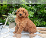 Puppy Ruby Goldendoodle (Miniature)