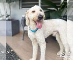 Small #2 Goldendoodle
