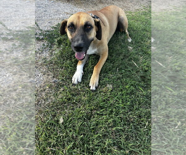 Medium Photo #2 Mutt Puppy For Sale in Evansville, IN, USA