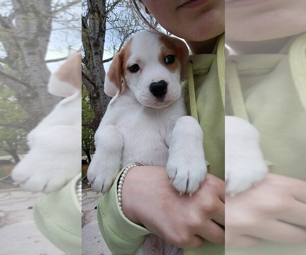 Medium Photo #1 Basset Hound-Unknown Mix Puppy For Sale in New London, WI, USA