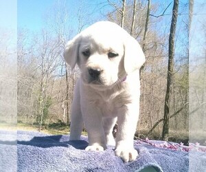 Labrador Retriever Puppy for sale in LINDEN, TN, USA