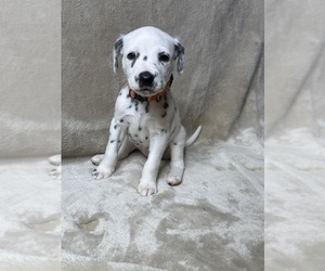 Medium Dalmatian