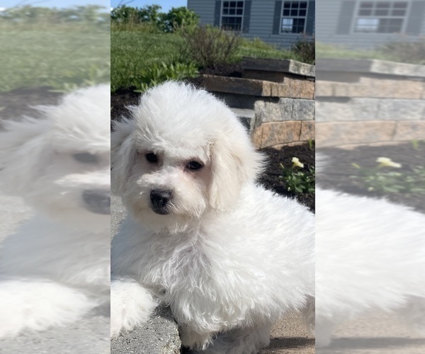 Medium Photo #1 Bichon Frise Puppy For Sale in CANOGA, NY, USA