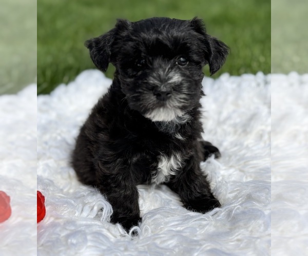 Medium Photo #1 Morkie Puppy For Sale in ROCK STREAM, NY, USA