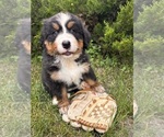 Image preview for Ad Listing. Nickname: Ella