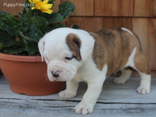 Beabull Puppy for sale in MILLERSBURG, OH, USA