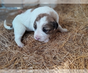 Newfoundland-Saint Bernard Mix Puppy for sale in COLVILLE, WA, USA