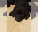 Small Photo #7 Labrador Retriever Puppy For Sale in JEFFERSONTOWN, KY, USA