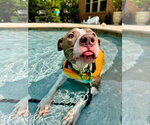 Small #5 American Pit Bull Terrier Mix