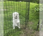 Small #12 American Eskimo Dog