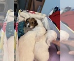 Small #6 Dachshund