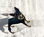 Small #19 Chihuahua Mix