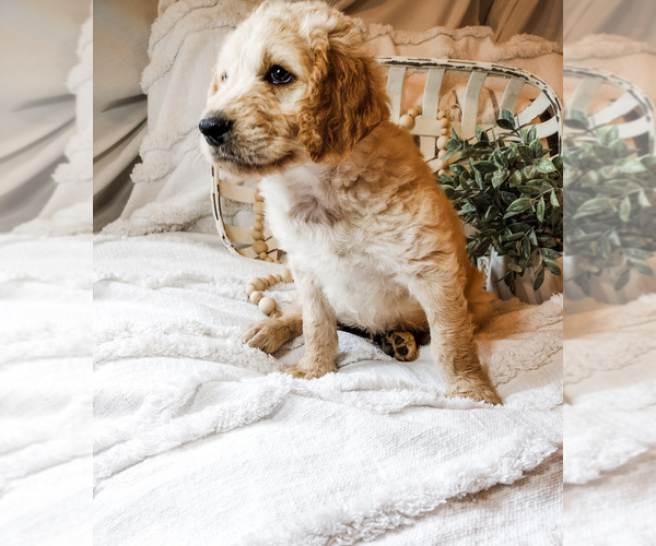 Medium Photo #1 Goldendoodle Puppy For Sale in MARQUAND, MO, USA
