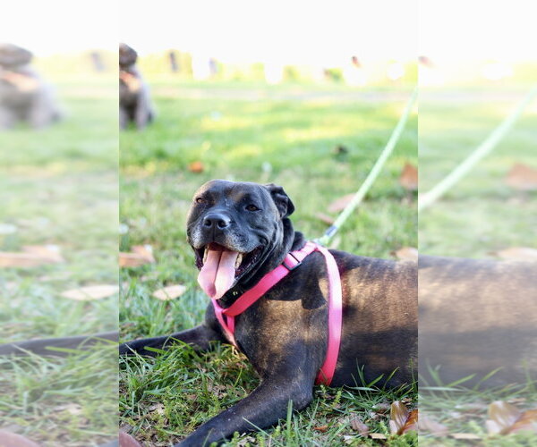 Medium Photo #9 Boxer-Unknown Mix Puppy For Sale in Raleigh, NC, USA