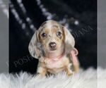 Small #4 Dachshund