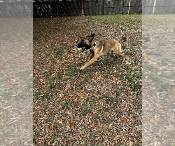 Medium Photo #1 Mutt Puppy For Sale in Imlay City, MI, USA