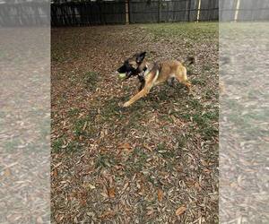 Mutt Dogs for adoption in Imlay City, MI, USA