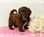 Small #1 ShihPoo