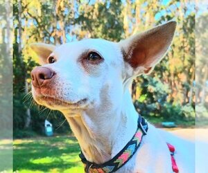 Chihuahua-Unknown Mix Dogs for adoption in San Francisco, CA, USA