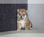 Small Photo #7 Shiba Inu Puppy For Sale in BEVERLY HILLS, CA, USA