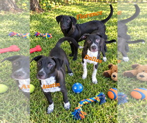 Austin - Male Labrador Retriever-Unknown Mix Dog for Adoption - Photo #4