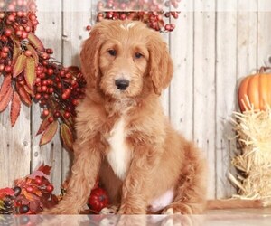 Goldendoodle Puppy for sale in MOUNT VERNON, OH, USA