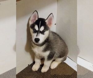 Siberian Husky Puppy for sale in FENTON, MO, USA