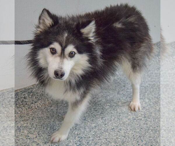 Medium Photo #3 Pomsky Puppy For Sale in Huntley, IL, USA