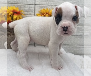 Boxer Puppy for sale in PAWNEE CITY, NE, USA