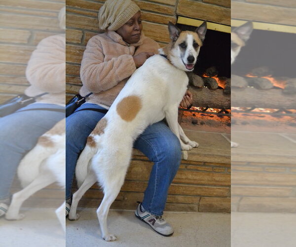 Medium Photo #3 Mutt Puppy For Sale in Germanton, TN, USA