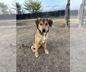 Clove - Male Mutt Dog for Adoption - Photo #4