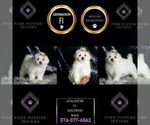 Small Photo #96 Maltipoo Puppy For Sale in WARSAW, IN, USA