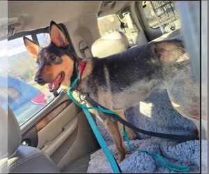 Australian Kelpie Dogs for adoption in Winston Salem, NC, USA