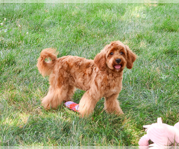 Medium Photo #4 Cavapoo (Miniature) Puppy For Sale in SYRACUSE, IN, USA