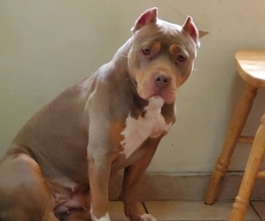 Mother of the American Bully puppies born on 11/27/2022