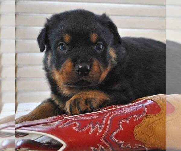 Medium Photo #2 Rottweiler Puppy For Sale in GREENCASTLE, PA, USA
